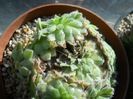 DSCN6936