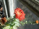 DSCN6945