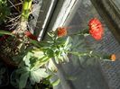 DSCN6947