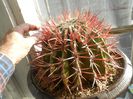 DSCN6953