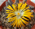 pleiospilos compactus