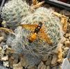 viespe pe rebutia