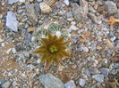 Escobaria missouriensis      (Sweet) D.R.Hunt 1978