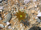 Escobaria missouriensis    (Sweet) D.R.Hunt 1978