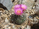 Escobaria vivipara var. buoflama (PC Fischer) NP Taylor 1983