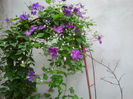 Clematis