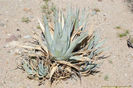 4_agave_desertii-t1