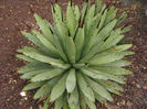 agave  macroacantha