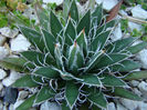 agave  parviflora