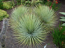 agave  striata  var striata .