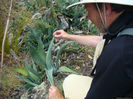 agave americana fma rangitoto.