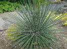 agave geminiflora