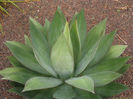 agave_obscura_3-t1