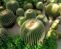 cactus,cactus_wallpaper,cactusi,cactus_foto,poze_cactusi,imagini_cactus_(7)