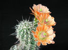 cactus,cactus_wallpaper,cactusi,cactus_foto,poze_cactusi,imagini_cactus_(8)