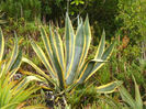 eden_garden__agave_americana_v__marginata-t1