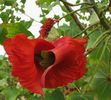 flori-incredibil-de-rare-galerie-foto4