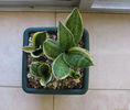 sansevieria_trifasciata_hahnii_marginated-t1