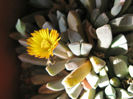 aloinopsis orpenii