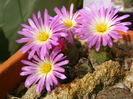 conophytum ectypum