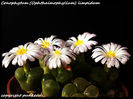 conophytum limpidum