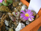 conophytum tantillum