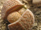 lithops fluviceps