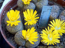 lithops_bromfieldi-t1