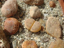 lithops_dinteri_subsp__dinteri_var__dinteri-t1