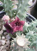 huernia macrocarpa