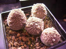 pseudolithos migiurtinus