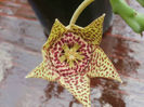 stapelia variegata