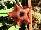 stapelia_grandiflora-t1