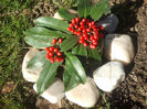 Skimia_superba iarna (decembrie2013)