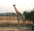 225px-Giraffen