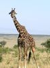 Girafe_Kenya