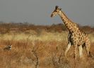 Namibie_Etosha_Girafe_02