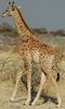 Namibie_Etosha_Girafe_04