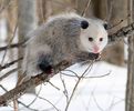 20070320020721Opossum_2