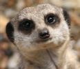 meerkat-adoption-1