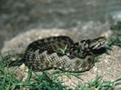 vipera1