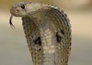 Indiancobra