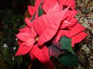 DSCN0742
