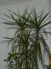 DSCN0764 dracena