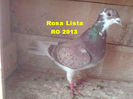 Rosa Lista RO 2013