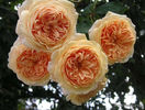 Crown Princess Margareta