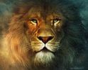 lion-leu-wall-animals_1280x1024