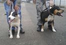 VEGA & BRUTUS dupa.......