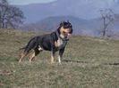BRUTUS