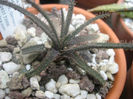 aloe  droseroides